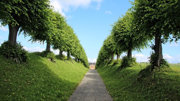 avenue-trees-nature