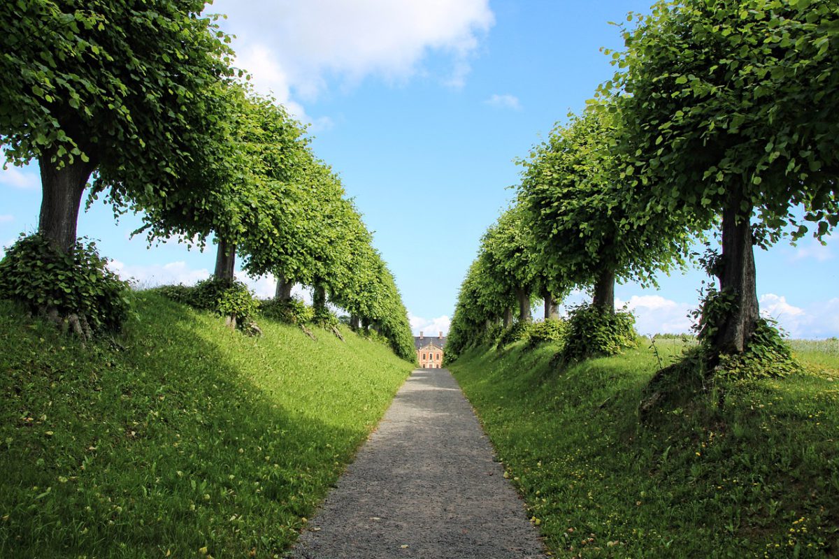 avenue-trees-nature